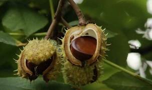 l'uso delle castagne per il trattamento della prostatite