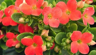 Kalanchoe per il trattamento della prostatite cronica